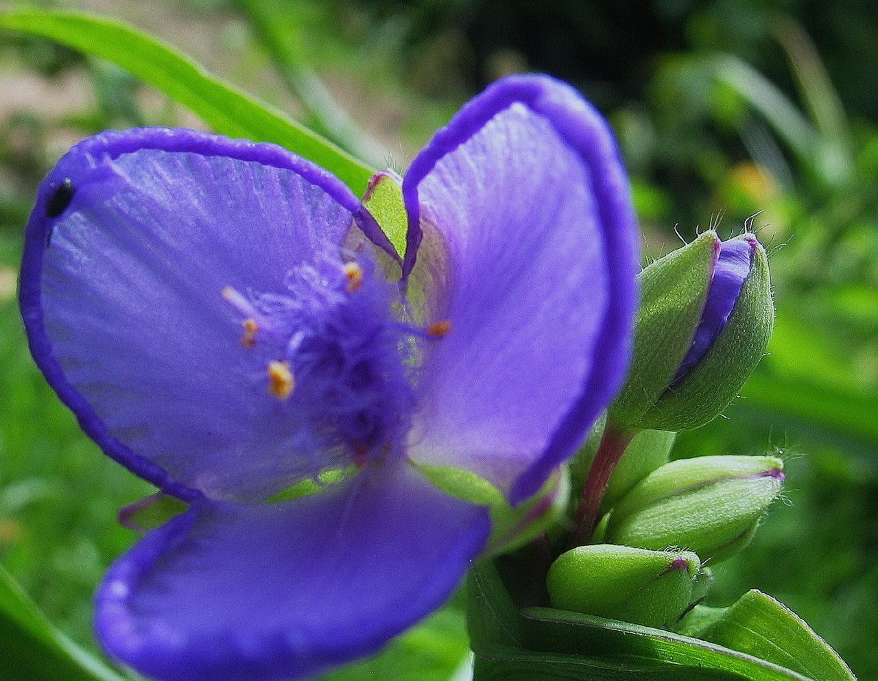 spiderwort